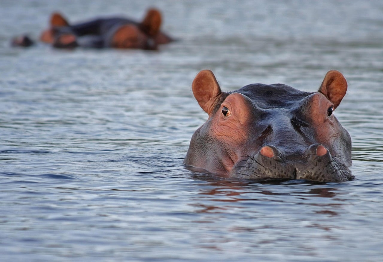 Heldenafbeelding voor Botswana