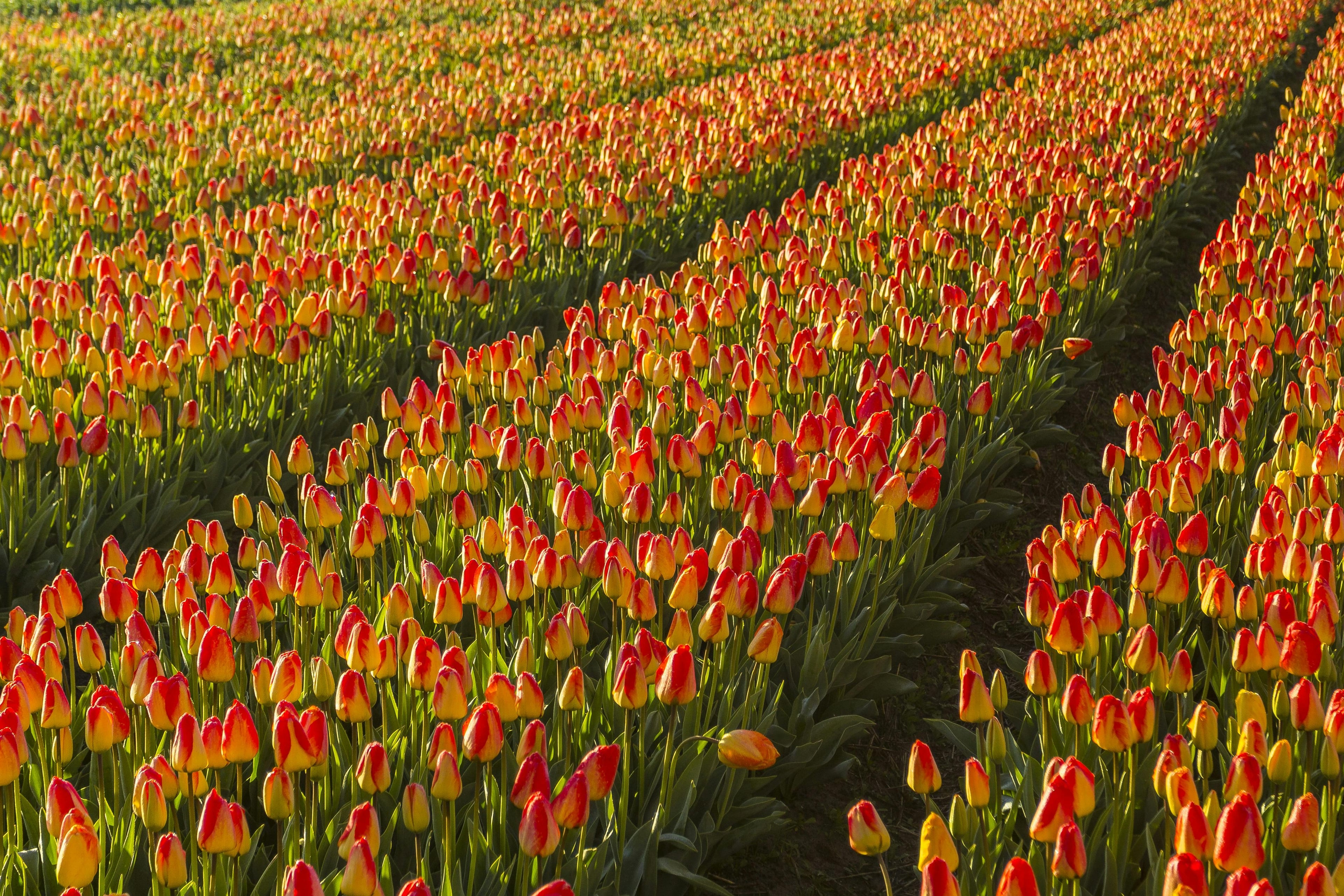 Heldenafbeelding voor Nederland
