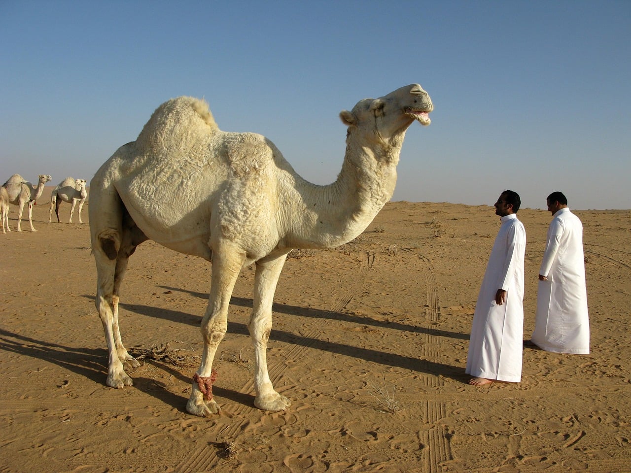 Heldenafbeelding voor Saoedi-Arabië