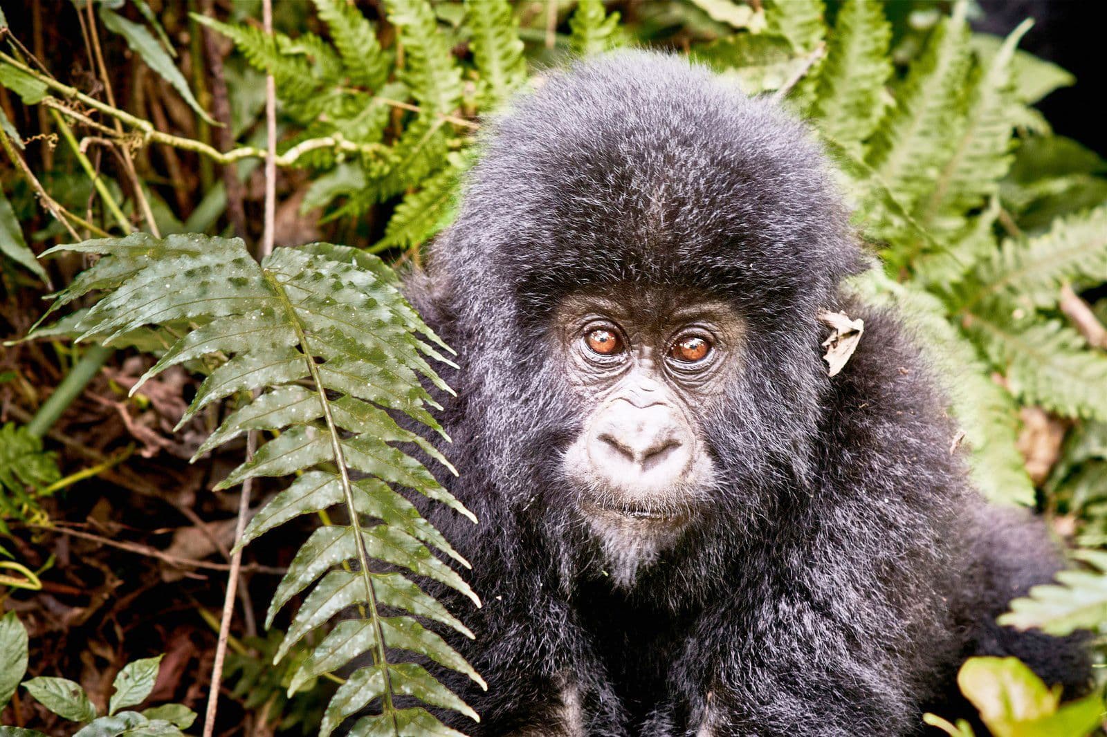 Heldenafbeelding voor Congo