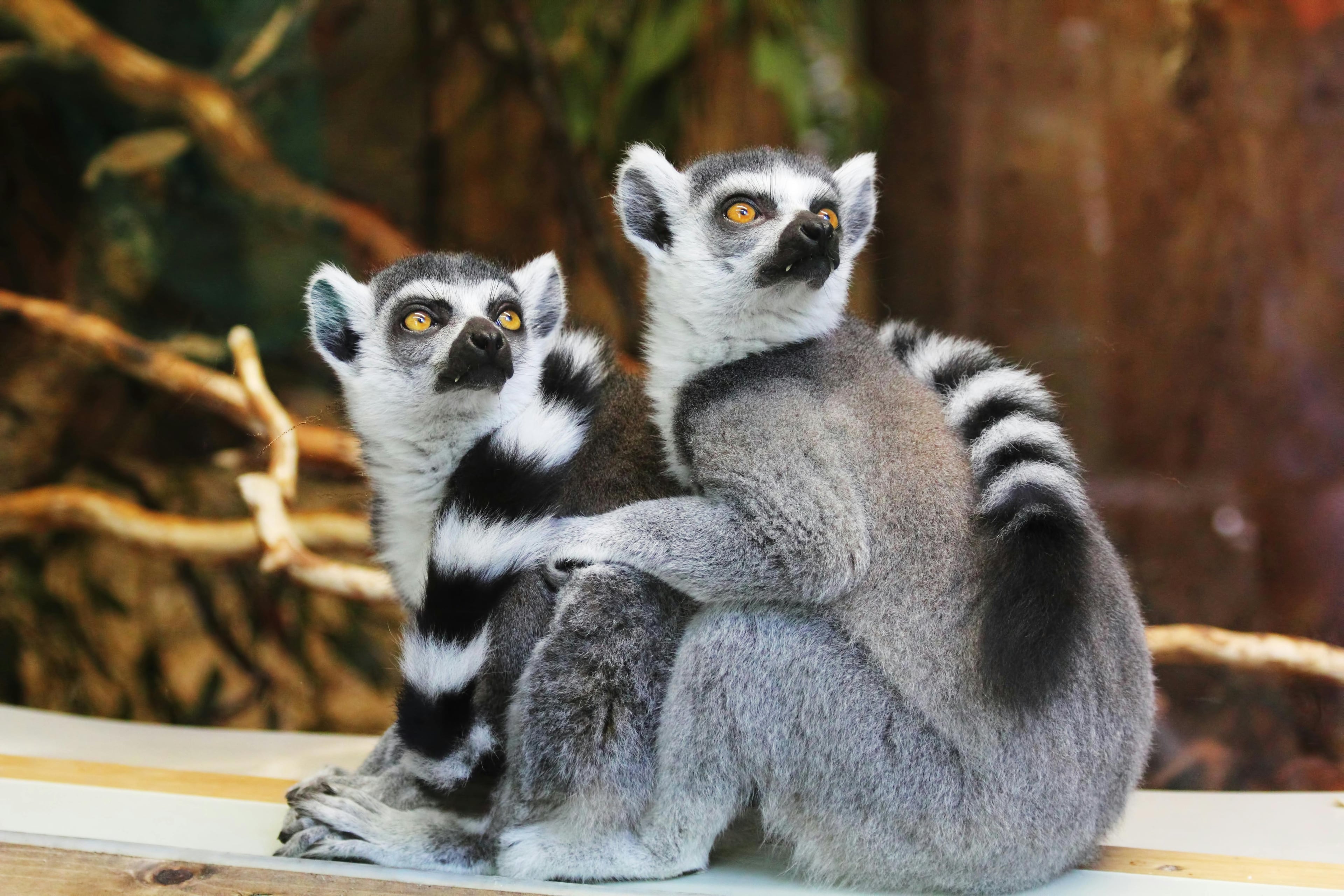 Heldenafbeelding voor Madagaskar