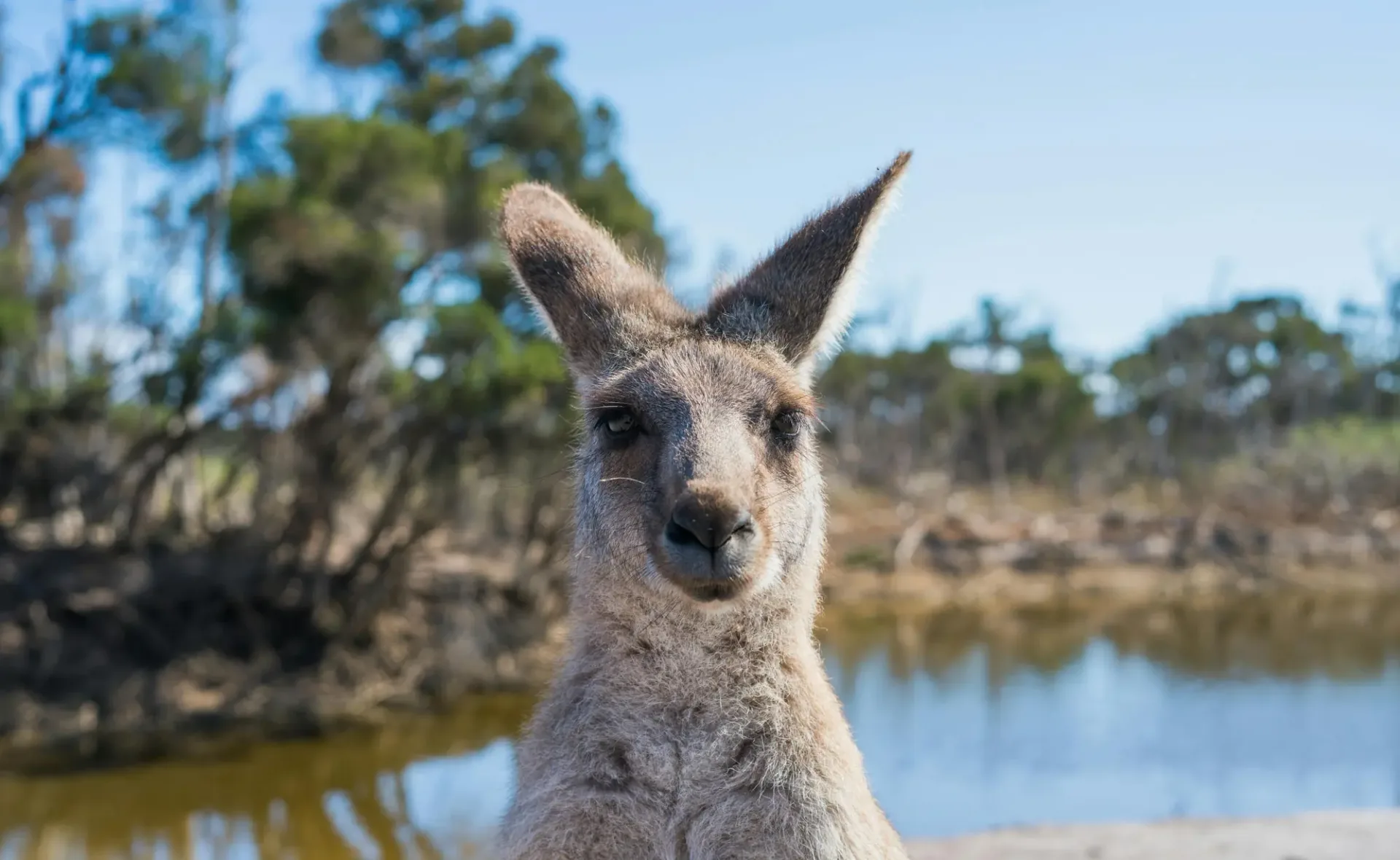 Heldenafbeelding voor Australië
