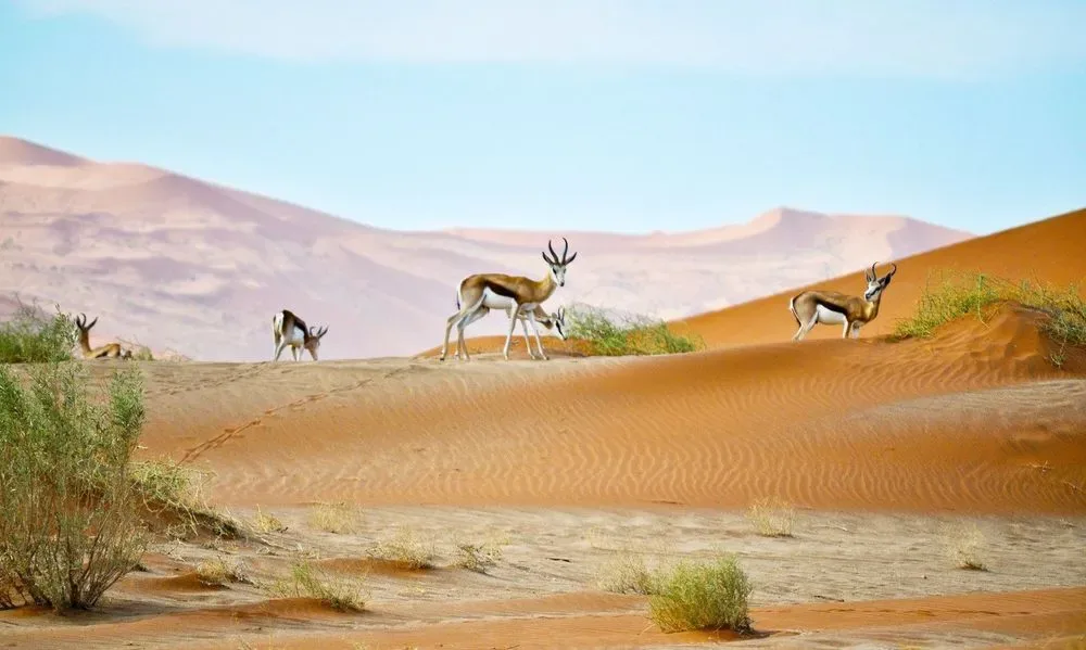 Heldenafbeelding voor Namibië